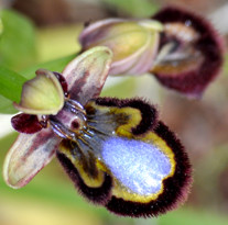 Ophrys speculum, ,  2012